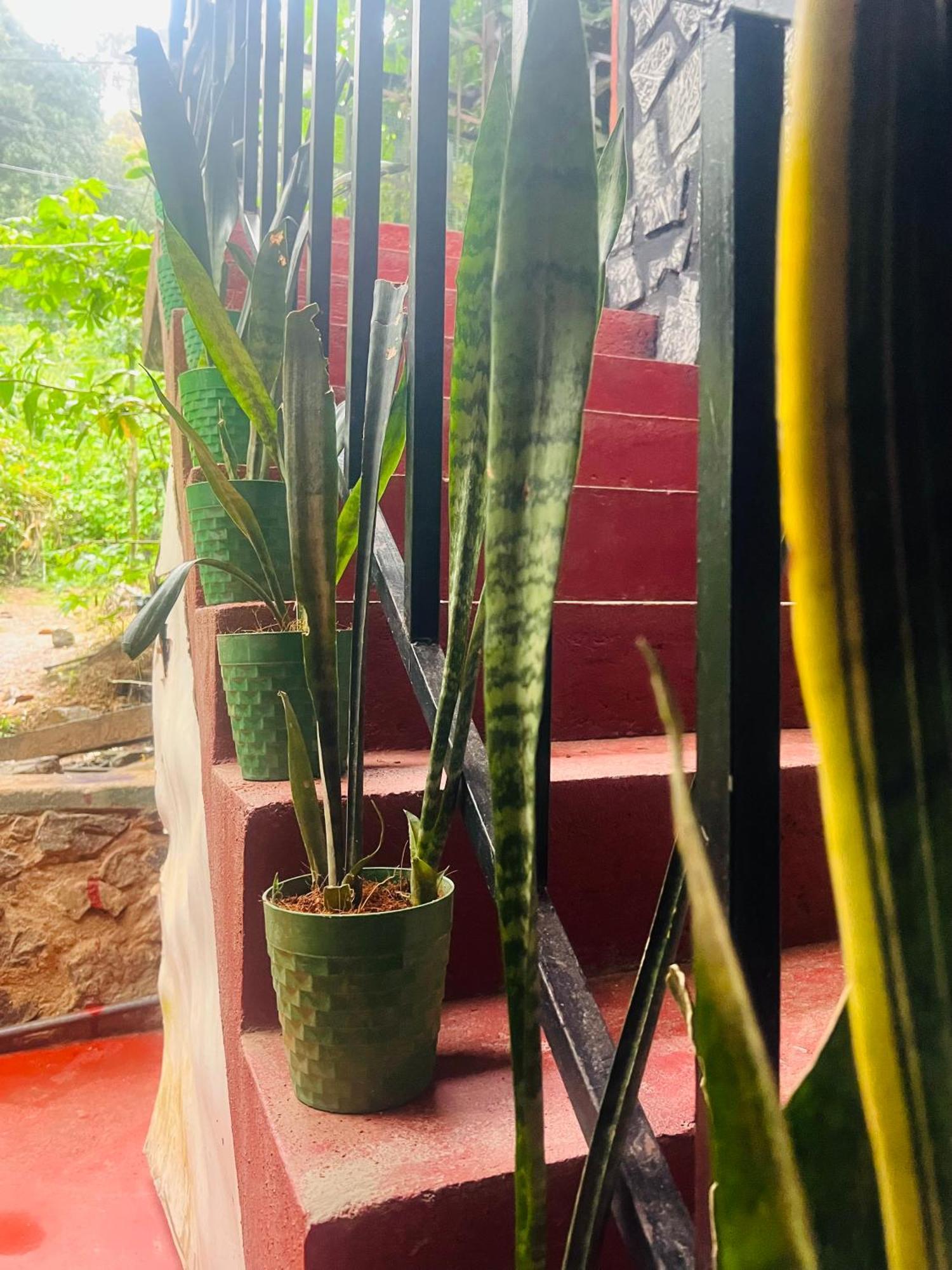 Mum Jungle Inn Элла Экстерьер фото